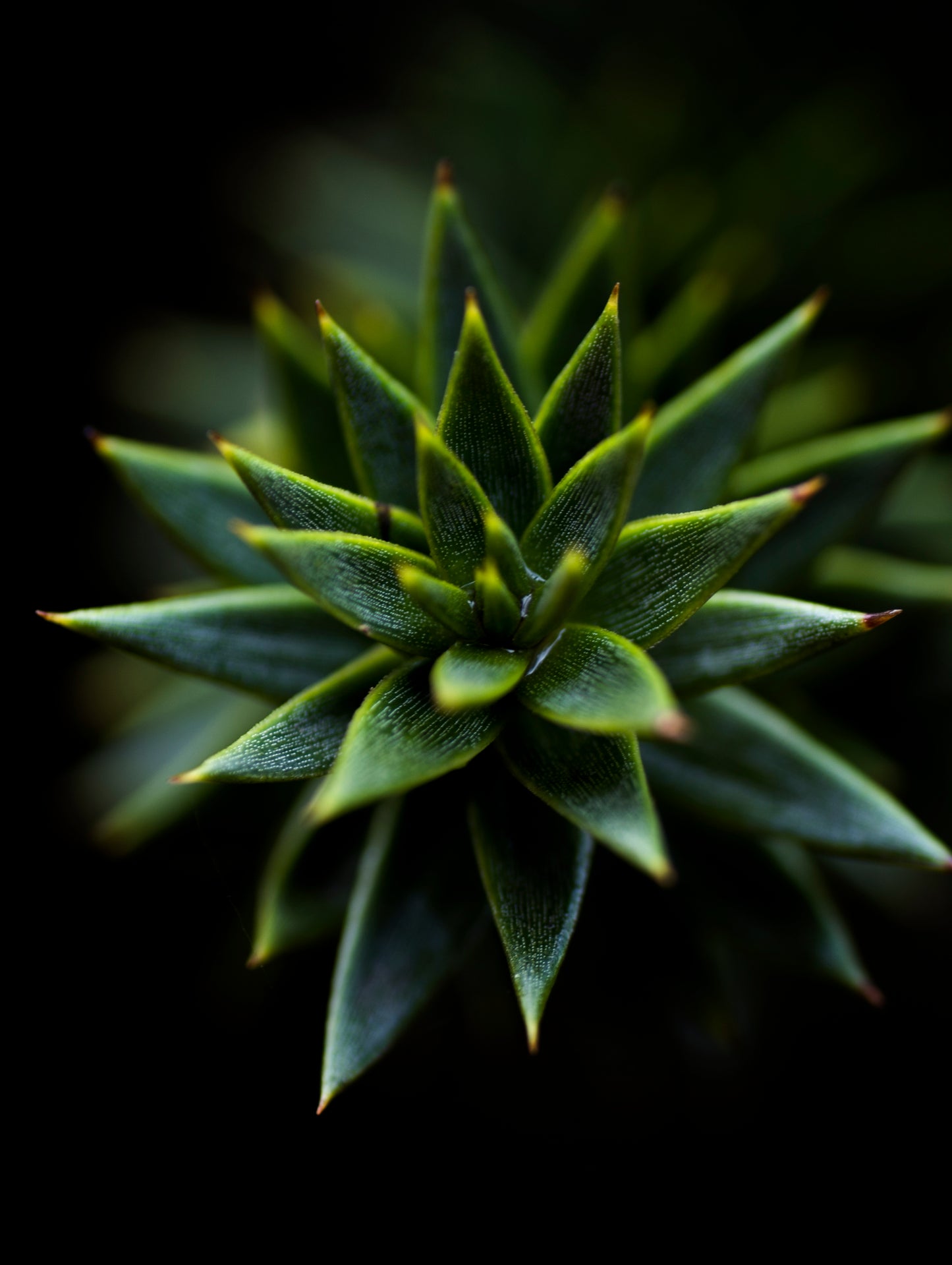 Araucaria Macro