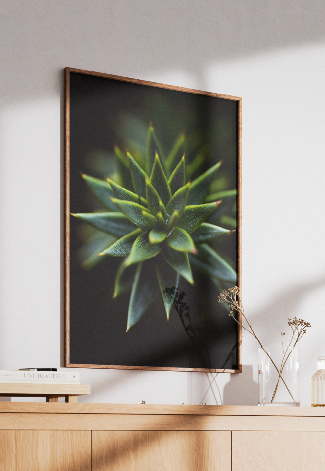 Araucaria Macro