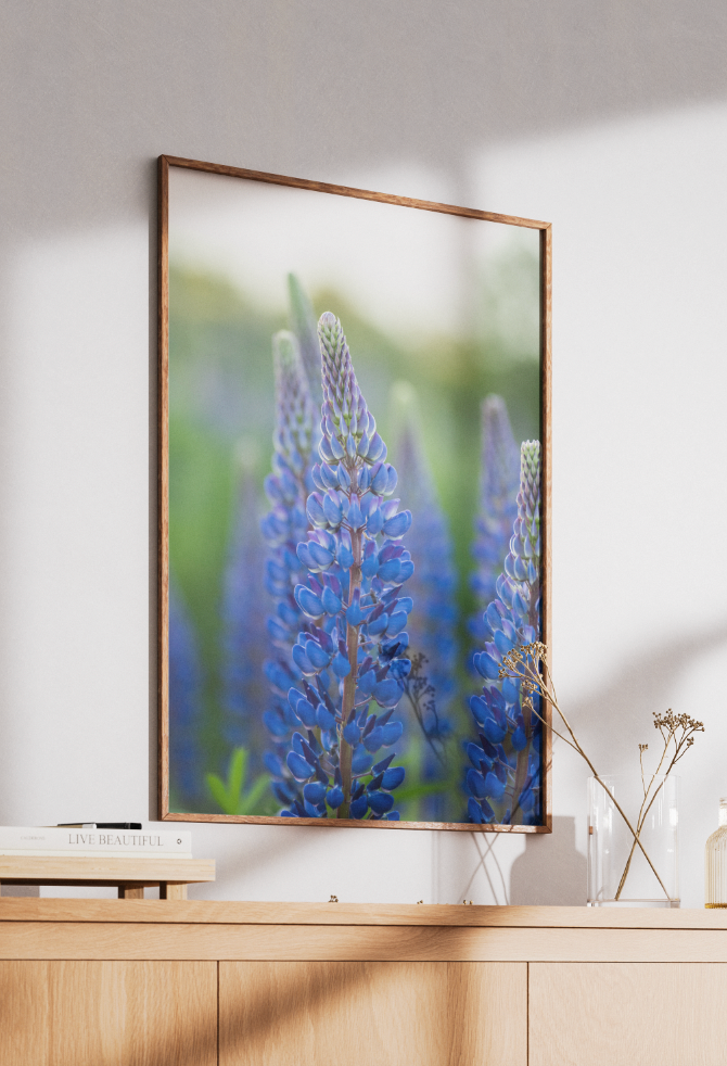 Lupinos de verano