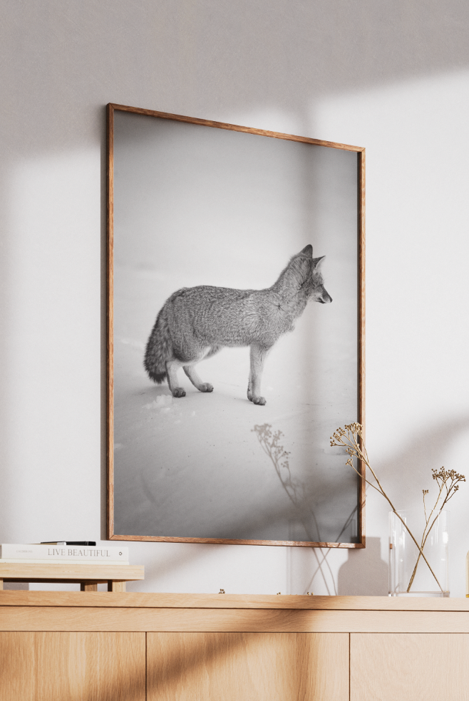 Zorrito
