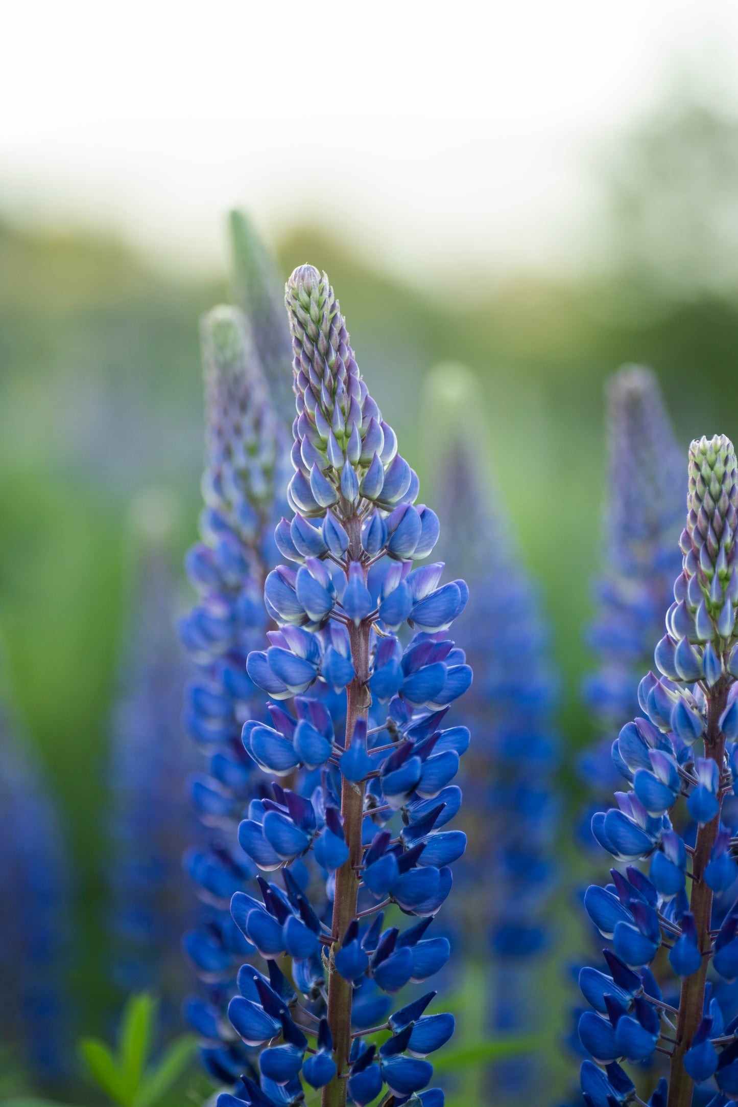 Lupinos de verano