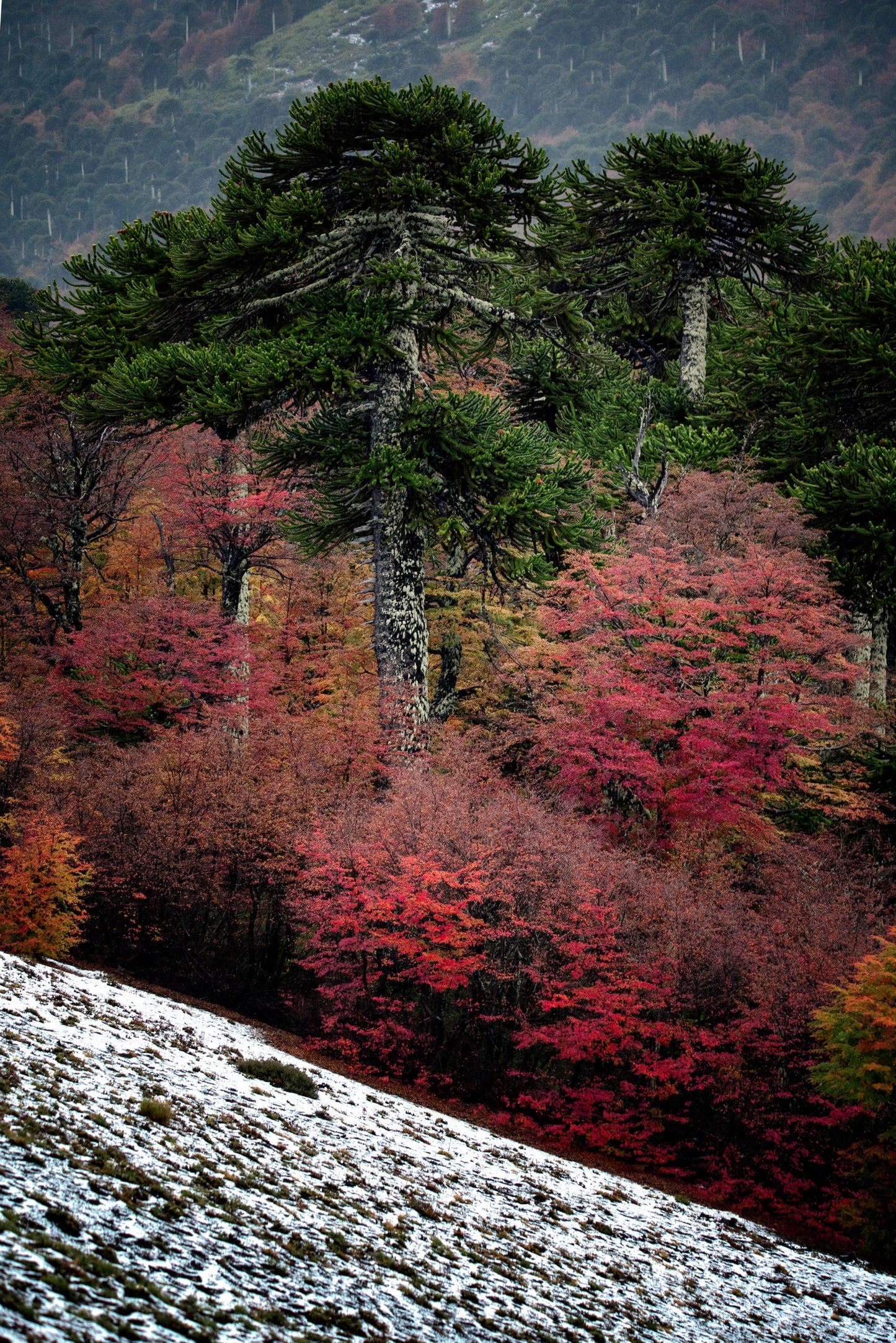 Otoño cuesta Las Raices