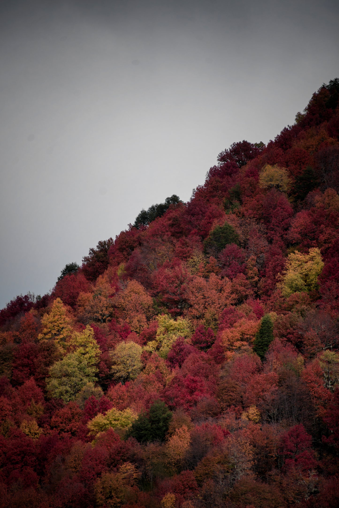 Otoño en Lonquimay