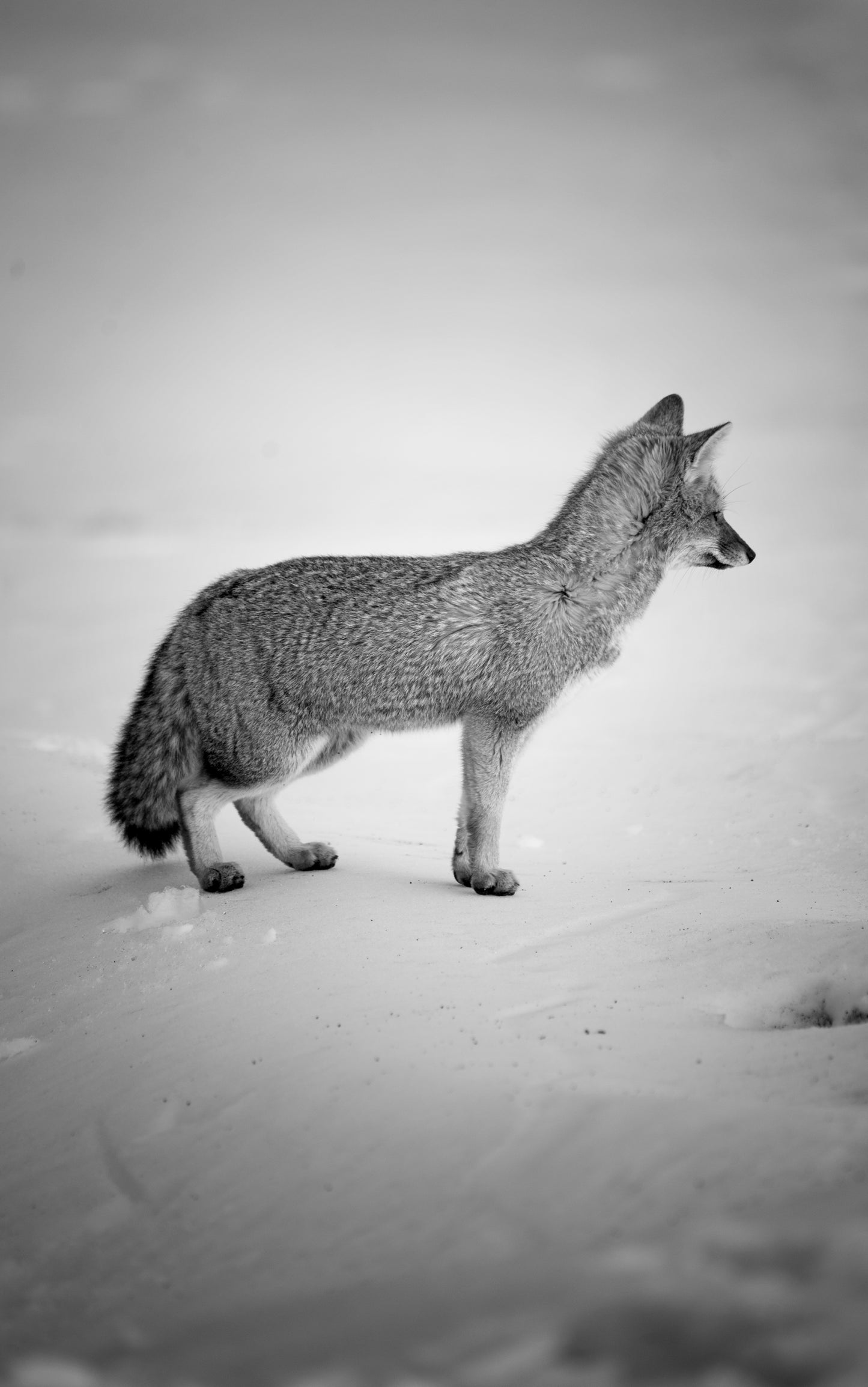 Zorrito