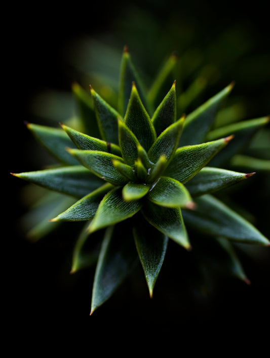 Araucaria Macro