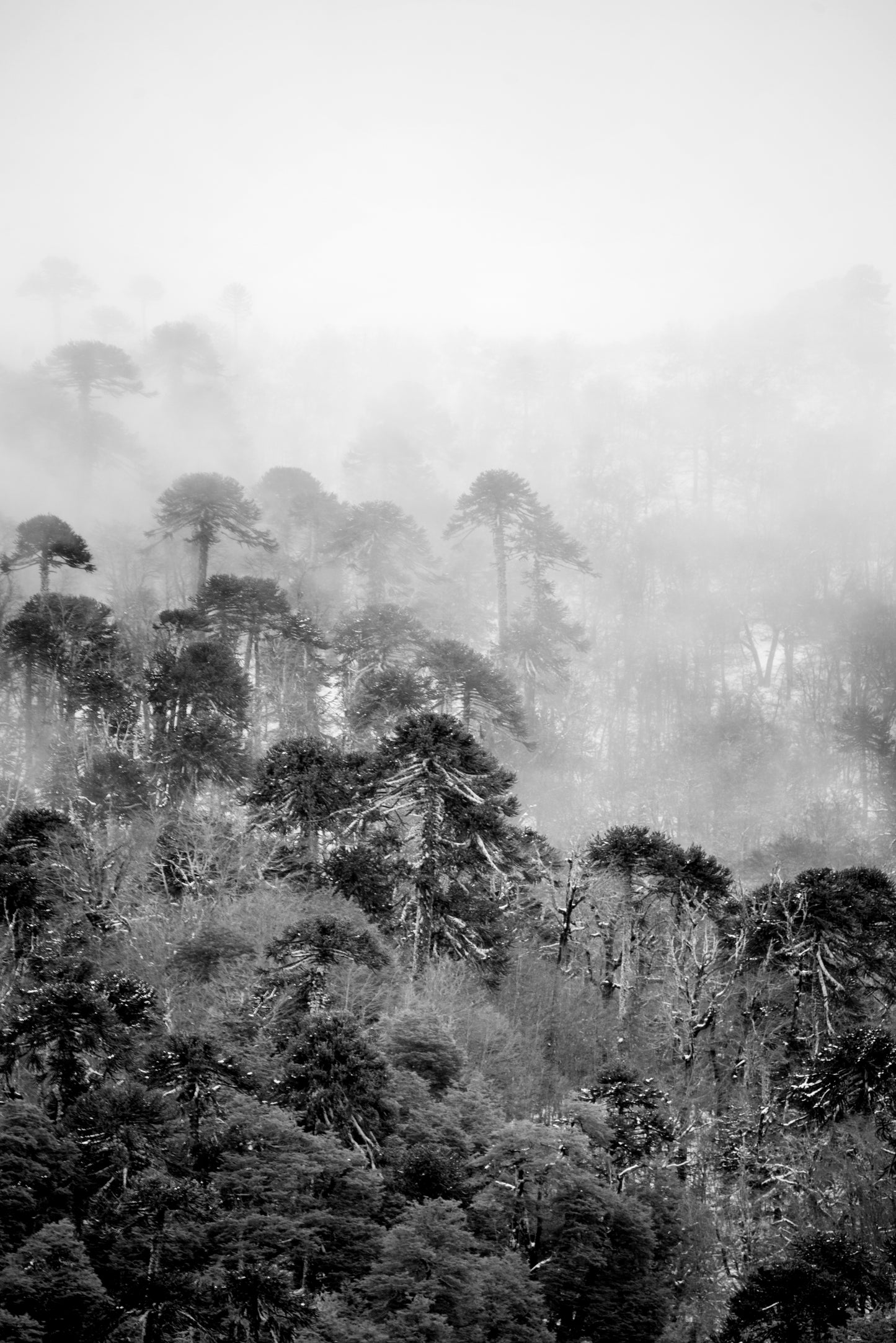 Bosque de Araucarias