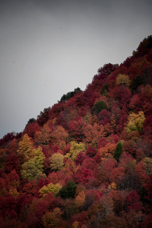 Otoño en Lonquimay