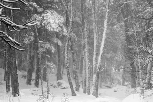 Tormenta en el bosque