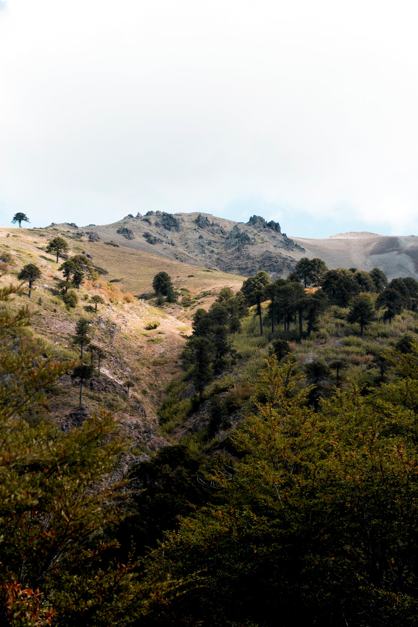 Valle Pehuenche