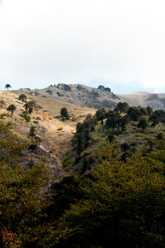 Valle Pehuenche