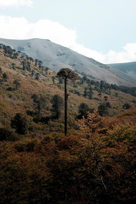 Valle Pehuenche 2