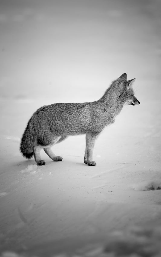 Zorrito