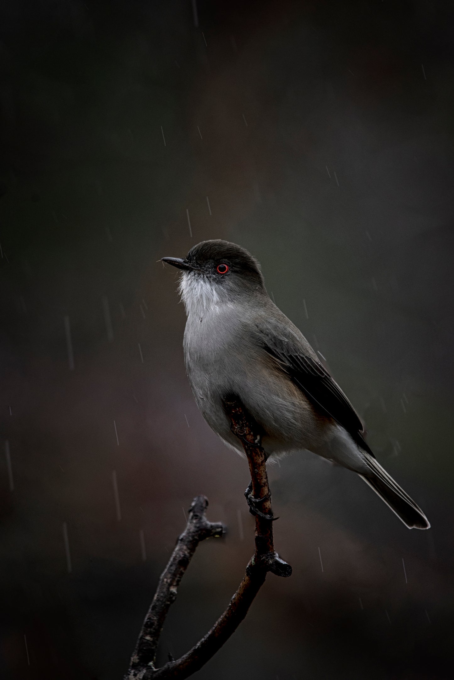 Urco bajo la lluvia