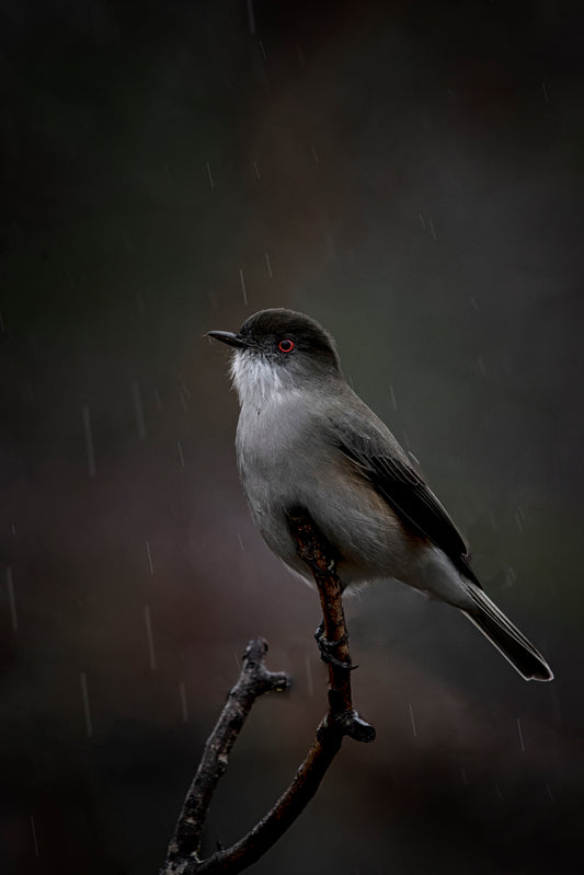 Urco bajo la lluvia